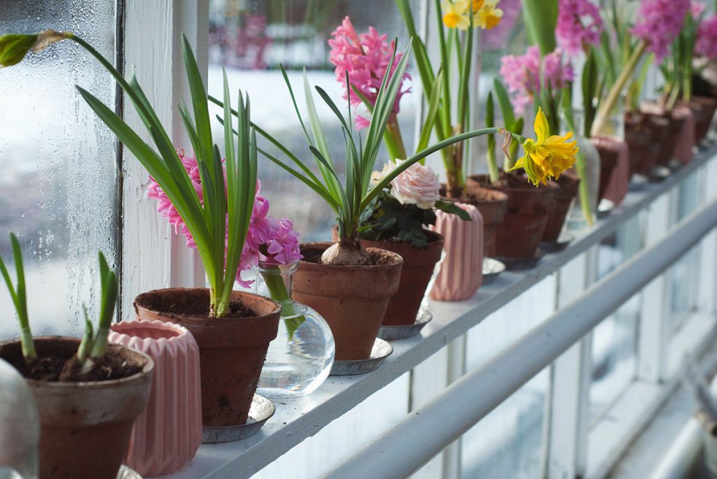 container gardening